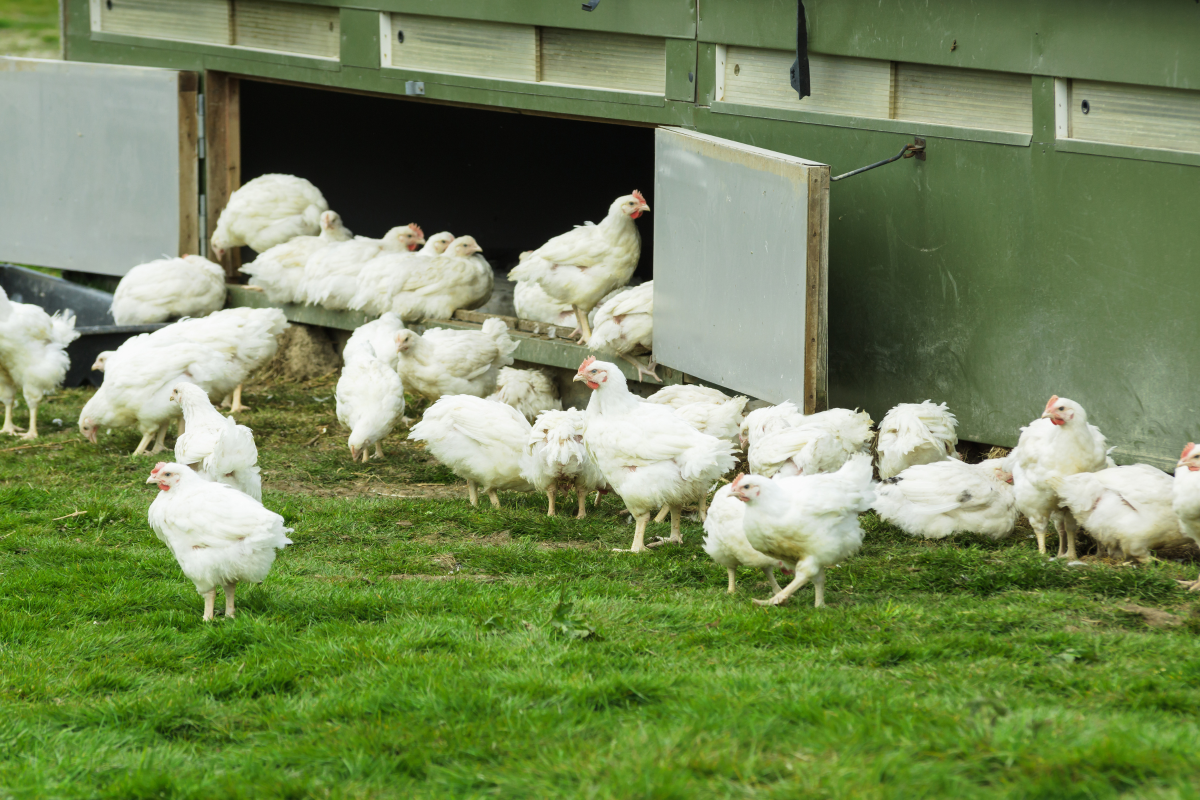 Organic free range chickens being allowed to live a more natural life in the outdoors and providing a good quality of life on an organic farm in the UK